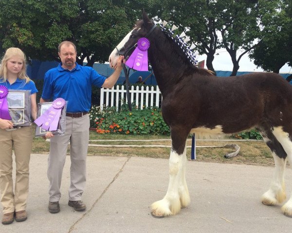 Deckhengst Diamond S Clay (Clydesdale, 2015, von Willow Way Marshall)