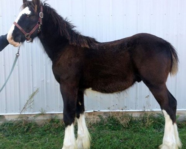 Pferd Diamond S Captain (Clydesdale, 2015, von Armageddon's Lord Solomon)