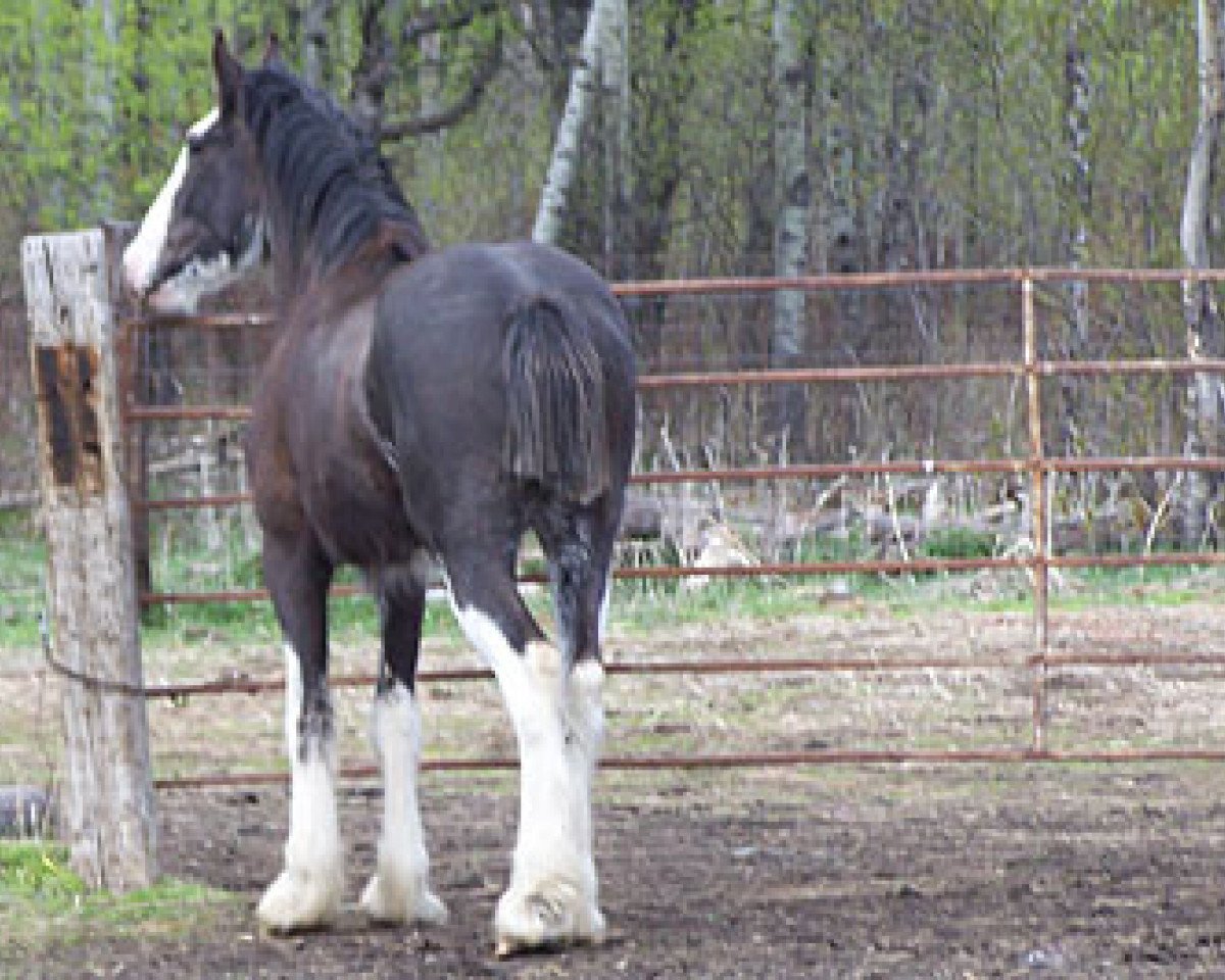 Deckhengst Diamond S Butch (Clydesdale, 2008, von Armageddon's Lord Beelzebub)