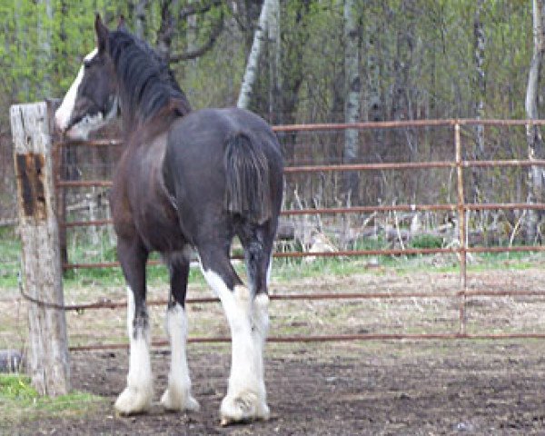 stallion Diamond S Butch (Clydesdale, 2008, from Armageddon's Lord Beelzebub)