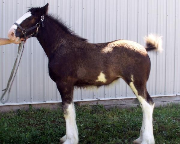 horse Diamond S Buffy (Clydesdale, 2014, from Armageddon's Lord Solomon)