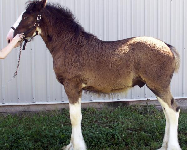 horse Diamond S Bach (Clydesdale, 2014, from Armageddon's Lord Solomon)