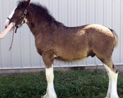 horse Diamond S Bach (Clydesdale, 2014, from Armageddon's Lord Solomon)