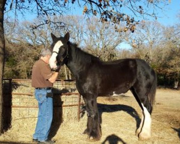 Pferd Diamond S Avery (Clydesdale, 2013, von Armageddon's Lord Solomon)