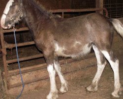 Pferd Diamond S Ardin (Clydesdale, 2013, von Armageddon's Lord Solomon)