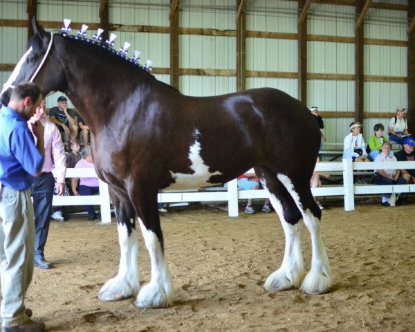 Zuchtstute Diamond S Lena (Clydesdale, 2008, von Westedge Major's Lucky)