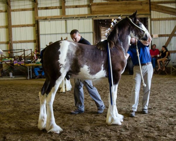 Pferd Diamond S All Out Blitz (Clydesdale, 2014, von Armageddon's Lord Solomon)