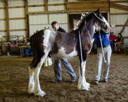 horse Diamond S All Out Blitz (Clydesdale, 2014, from Armageddon's Lord Solomon)