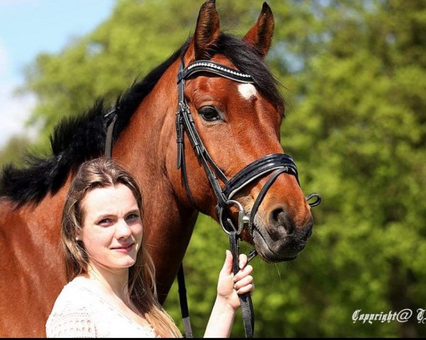 dressage horse Faris RR (Westphalian, 2012)