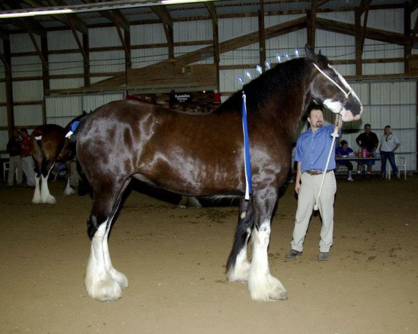 Zuchtstute Donegal Tracy (Clydesdale, 2005, von Armageddon's Lord Cain)