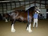 Zuchtstute Donegal Tracy (Clydesdale, 2005, von Armageddon's Lord Cain)