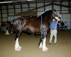 broodmare Donegal Tracy (Clydesdale, 2005, from Armageddon's Lord Cain)