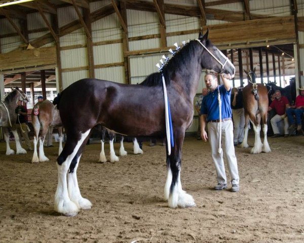 Zuchtstute Diamond S Alexa (Clydesdale, 2013, von Armageddon's Lord Solomon)