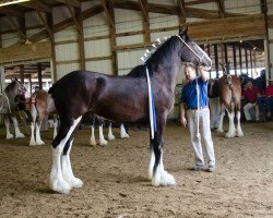 broodmare Diamond S Alexa (Clydesdale, 2013, from Armageddon's Lord Solomon)