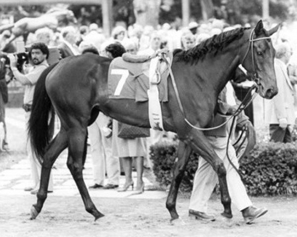 broodmare Davona Dale xx (Thoroughbred, 1976, from Best Turn xx)