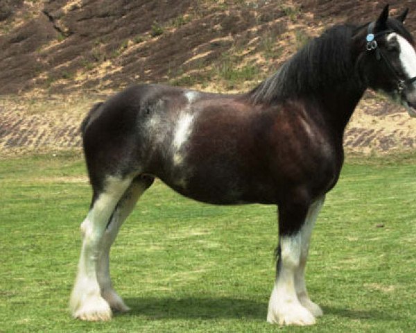 broodmare Diamond S Dollywood (Clydesdale, 2002, from Armageddon's Lord Beelzebub)