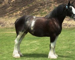 Zuchtstute Diamond S Dollywood (Clydesdale, 2002, von Armageddon's Lord Beelzebub)