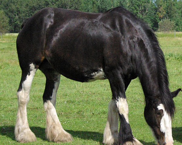 broodmare Dew Ridge Bunny (Clydesdale, 1998, from Donegal King David)