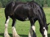 Zuchtstute Dew Ridge Bunny (Clydesdale, 1998, von Donegal King David)