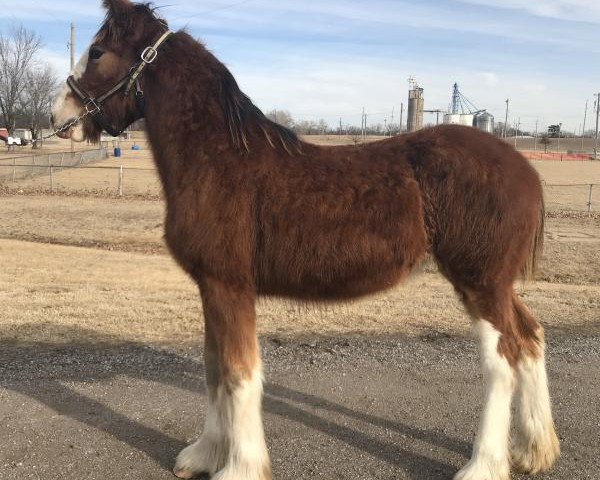 Pferd BSC Delta Dawn (Clydesdale, 2017, von ALC Moz Strike)