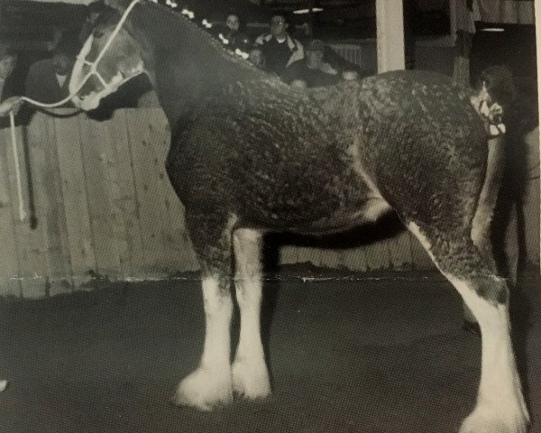 horse Del-Mar Betty (Clydesdale, 1998, from Greendykes Topman)