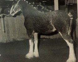 Pferd Del-Mar Betty (Clydesdale, 1998, von Greendykes Topman)