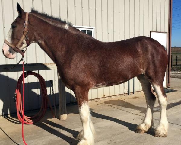 horse Chasewood's Two of Diamonds (Clydesdale, 2011, from Deighton Dominator)