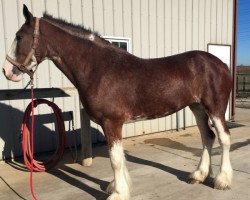 horse Chasewood's Two of Diamonds (Clydesdale, 2011, from Deighton Dominator)