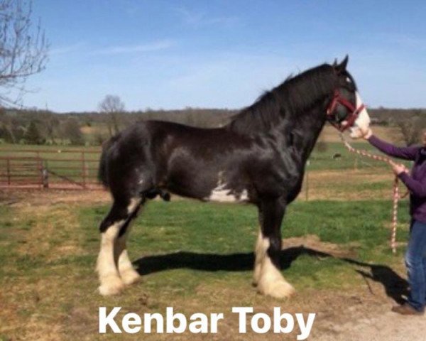 stallion Kenbar Toby (Clydesdale, 2011, from Stoneyleigh Major Jackey)