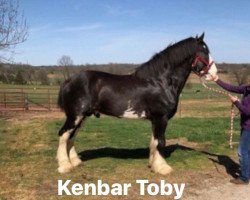 stallion Kenbar Toby (Clydesdale, 2011, from Stoneyleigh Major Jackey)