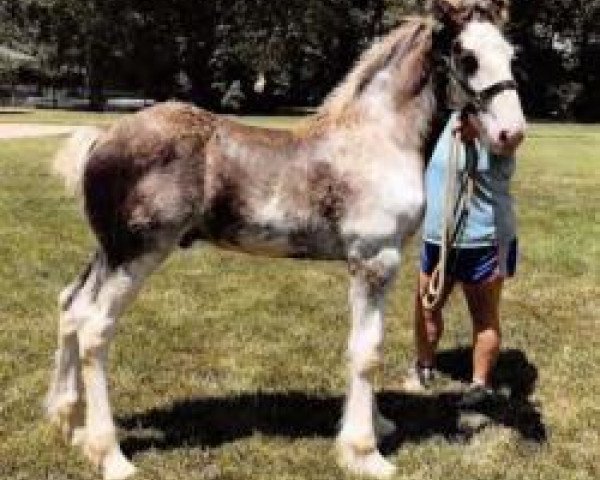 horse C3 Diamond's Pierce (Clydesdale, 2019, from Kenbar Toby)