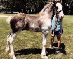 horse C3 Diamond's Pierce (Clydesdale, 2019, from Kenbar Toby)