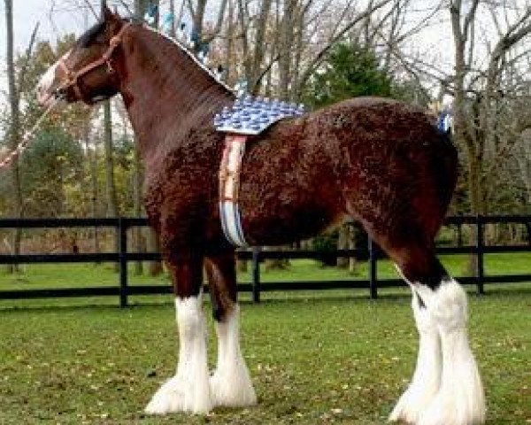 Deckhengst Deighton Dominator (Clydesdale, 2004, von Carnaff Leader)