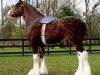 Deckhengst Deighton Dominator (Clydesdale, 2004, von Carnaff Leader)