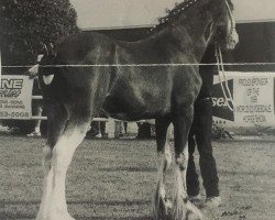 stallion DB's Fairnington Thor (Clydesdale, 1997, from Greendykes Fairnington)