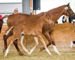 broodmare Zamira (Hanoverian, 1992, from Argentinus)