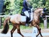 stallion Mondeo 35 (German Riding Pony, 2009, from Maccardo)