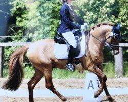 stallion Mondeo 35 (German Riding Pony, 2009, from Maccardo)