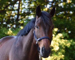 jumper Avignon (German Sport Horse, 2016, from Abke 4)