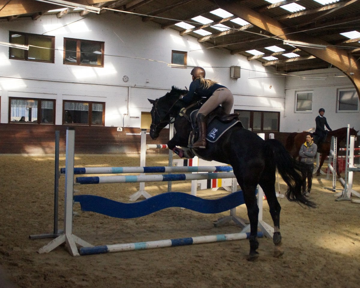 jumper Embassy 6 (Hanoverian, 2010, from Escudo I)