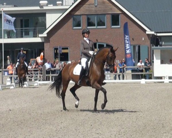 broodmare Hymne la Haya (KWPN (Royal Dutch Sporthorse), 2012, from Glock's Johnson Tn)