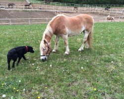 Pferd Mani (Haflinger, 1994)