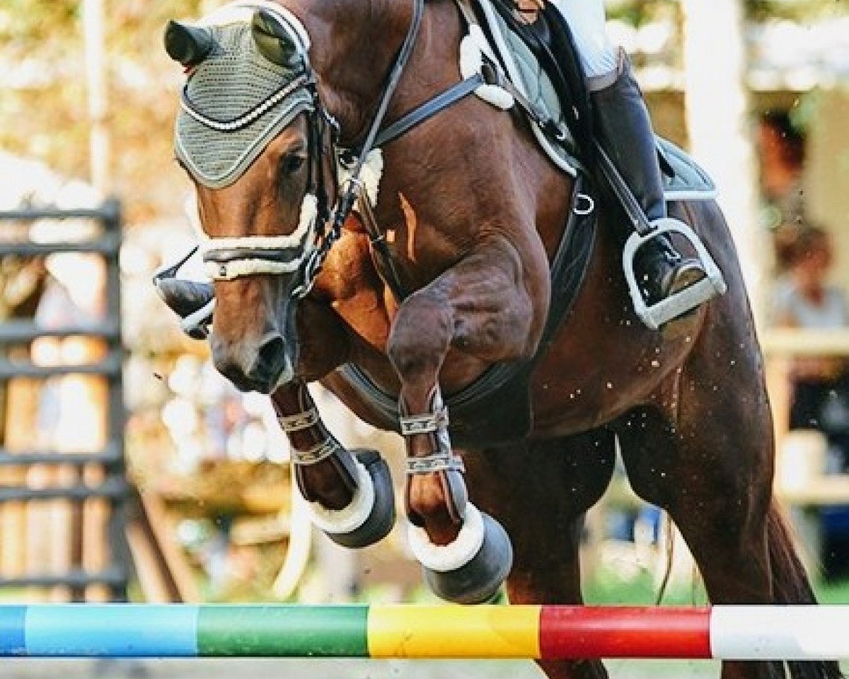 Dressurpferd Jessy Jazz H (Westfale, 2006, von Jazz Rubin)