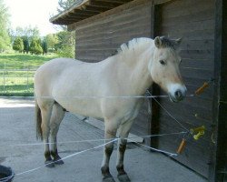 horse Hannes (Fjord Horse, 1997, from Hendryk)