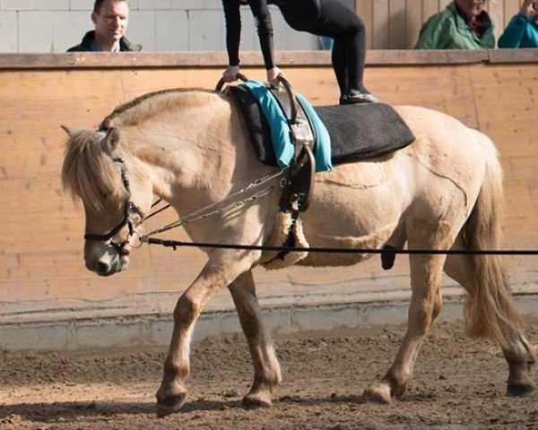 horse Ilex (Fjord Horse, 2007, from Inrico)