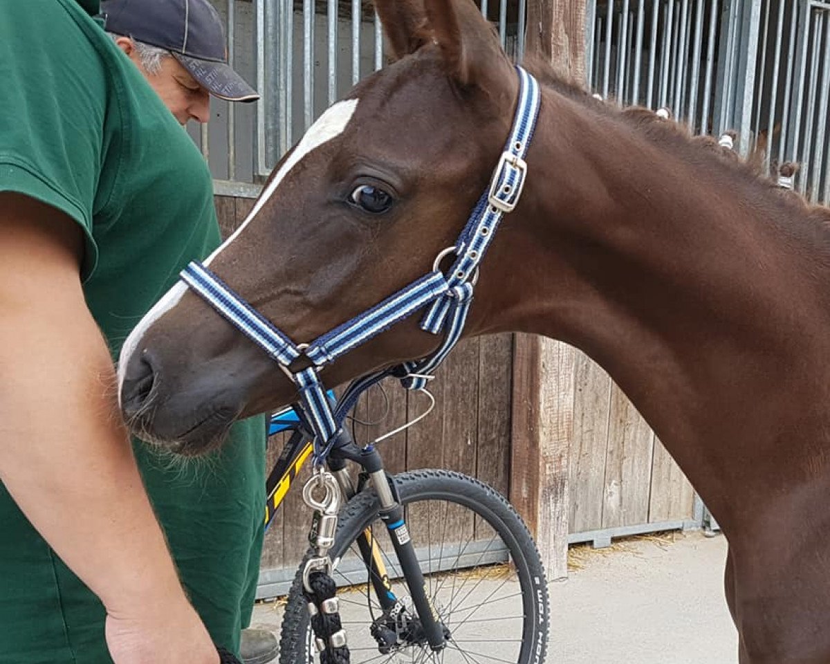 Dressurpferd Prada de Luxe M (Deutsches Reitpony, 2019, von Dance Star AT NRW)