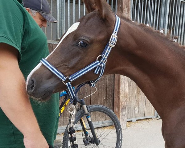 dressage horse Prada de Luxe M (German Riding Pony, 2019, from Dance Star AT)