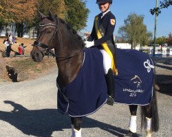 dressage horse Timms Halunke (German Riding Pony, 2005, from Hattrick)