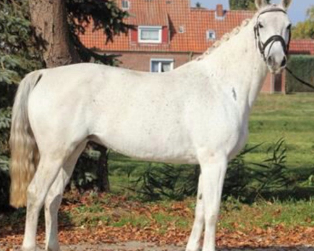 Springpferd Avatar 26 (Hannoveraner, 2010, von Adlantus As FRH)