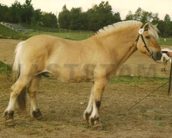 stallion Kasper (Fjord Horse, 1970, from Nore 20 SWE)